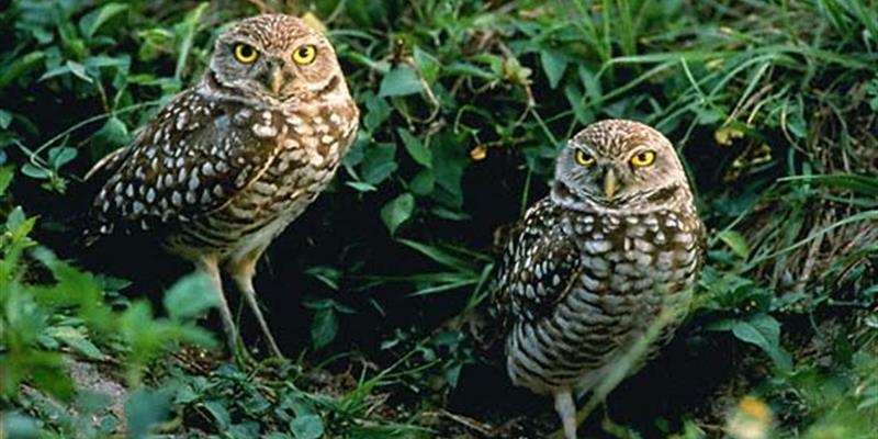 Florida Burrowing Owls